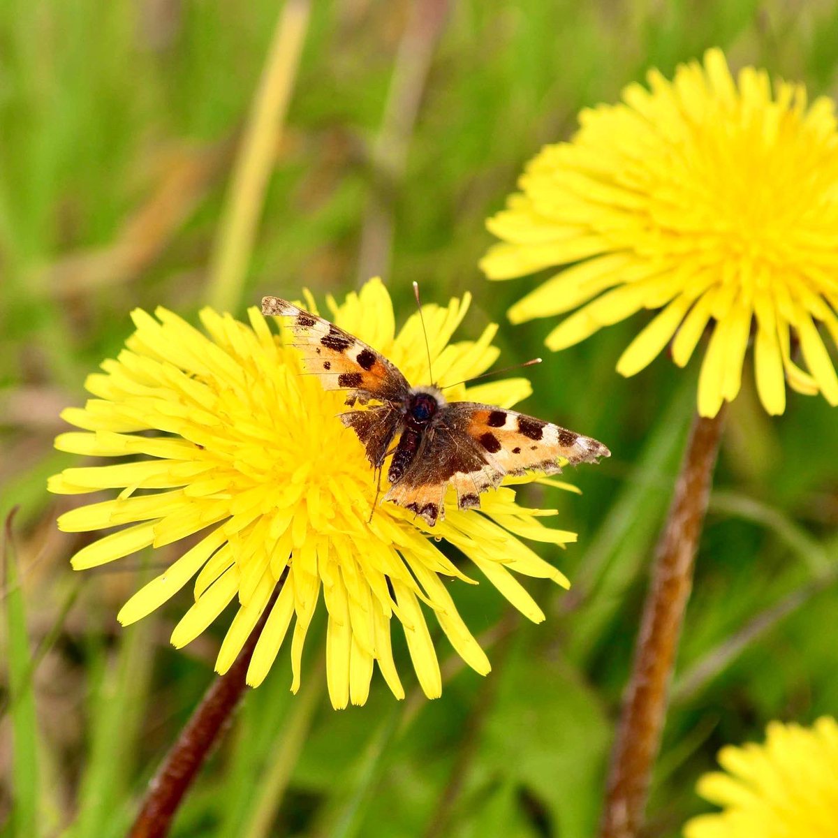 Most #butterflies hibernate. The Painted Lady is an exception. This beauty may have migrated from Atlas Mountains, North Africa to Wildacres. Sometimes they make massive 2500km journey in one go 🤩 💪 Perhaps why wings looking so dishevelled? #naturelovers #letitgrow #rewilding