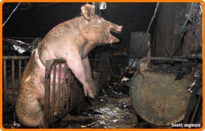 juistwerk's tweet photo. De agro-industrie heeft in ieder geval bereikt dat ze met alle uitwassen en schadelijke gevolgen behoorlijk onder de loep ligt. #glyfosaat #stalbranden #stikstof #watertekort #overbemesting #biodiversiteit #etc https://t.co/YTl6FTcB0J