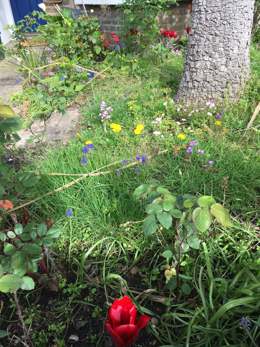 Take 5 seconds this #Sunday to imagine how green and full of #wildlife #London could be if all front gardens looked like this little gem in #Penge. 

Then spend a couple of hours turning yours from bin storage to micro habitat!
#biodiversity #ClimateAction