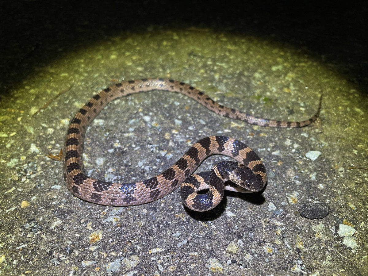 去年見たシロマダラさん