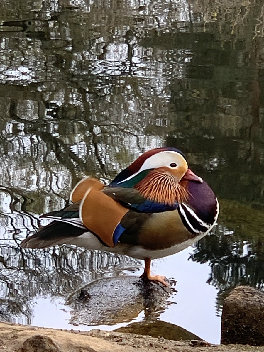 JenHealing's tweet image. Mandarin duck doing early morning 1-legged yoga pose in Isabella Planation this morning. Richmond Park is such a beautiful local area - the camellia flowers are stunning. @theroyalparks #isabellaplantation #richmondpark