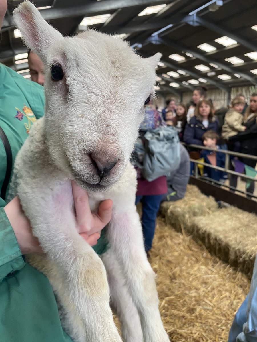 AlderleyPark's tweet photo. #FarmWeekend Day 2 🐑🚜
The lambs and miniature ponies are excited to meet you today!
#cheshire #familyfun #dayatthefarm https://t.co/h5LOr18FQG