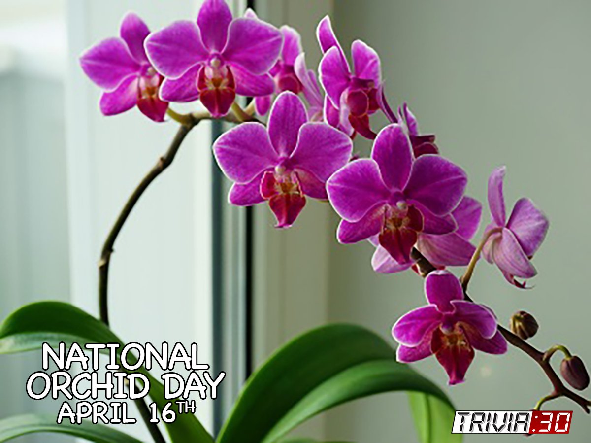 'The orchid is Mother Nature's masterpiece.' — Robyn
#trivia30 #wakeupyourbrain #NationalOrchidDay #Robyn #orchid #orchids #flowers #orchidlover #orchidsofinstagram #flower #nature #orchidlovers #orchidflower #plants #orchidworld  #instaorchid