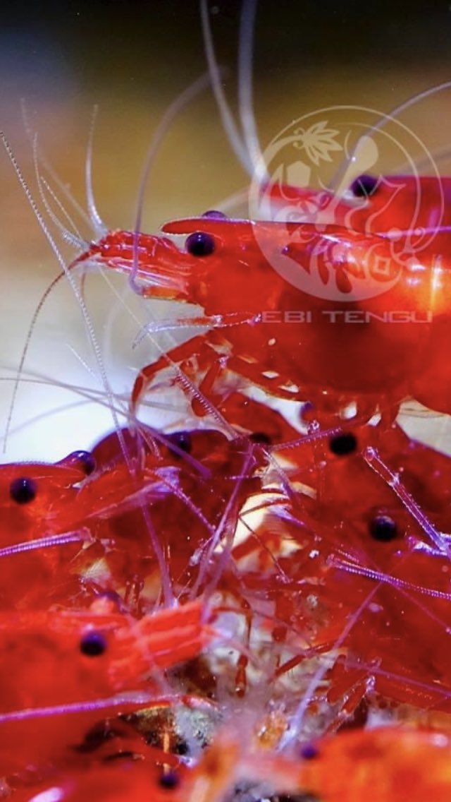 EBITENGU_JP's tweet photo. 透明感のあるRED🦐
#ブラッディーマリー
#EBITENGU https://t.co/aTu0yOebtA