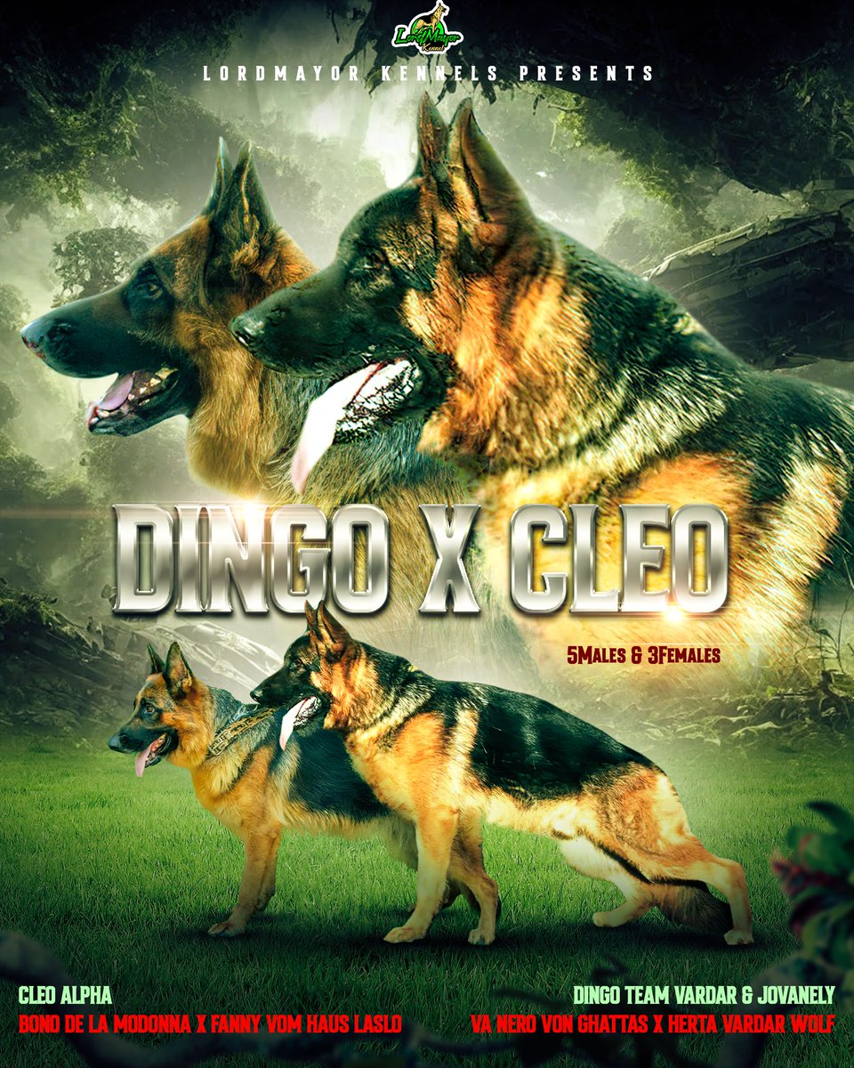 vantStefanulf's tweet image. Looking for your next show/breeding prospect? This will be a good fit for u. Puppies will be birth notified &amp;amp; registered. WhatsApp wa.me/2348088731892