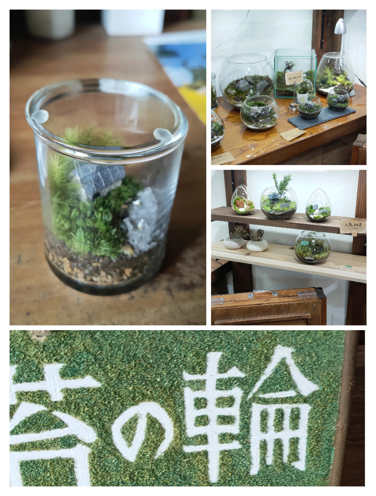 苔の輪 - البحث / X