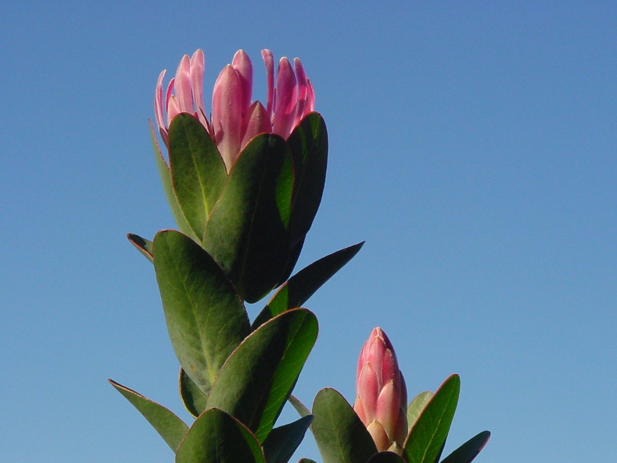 Fernkloof tweet media