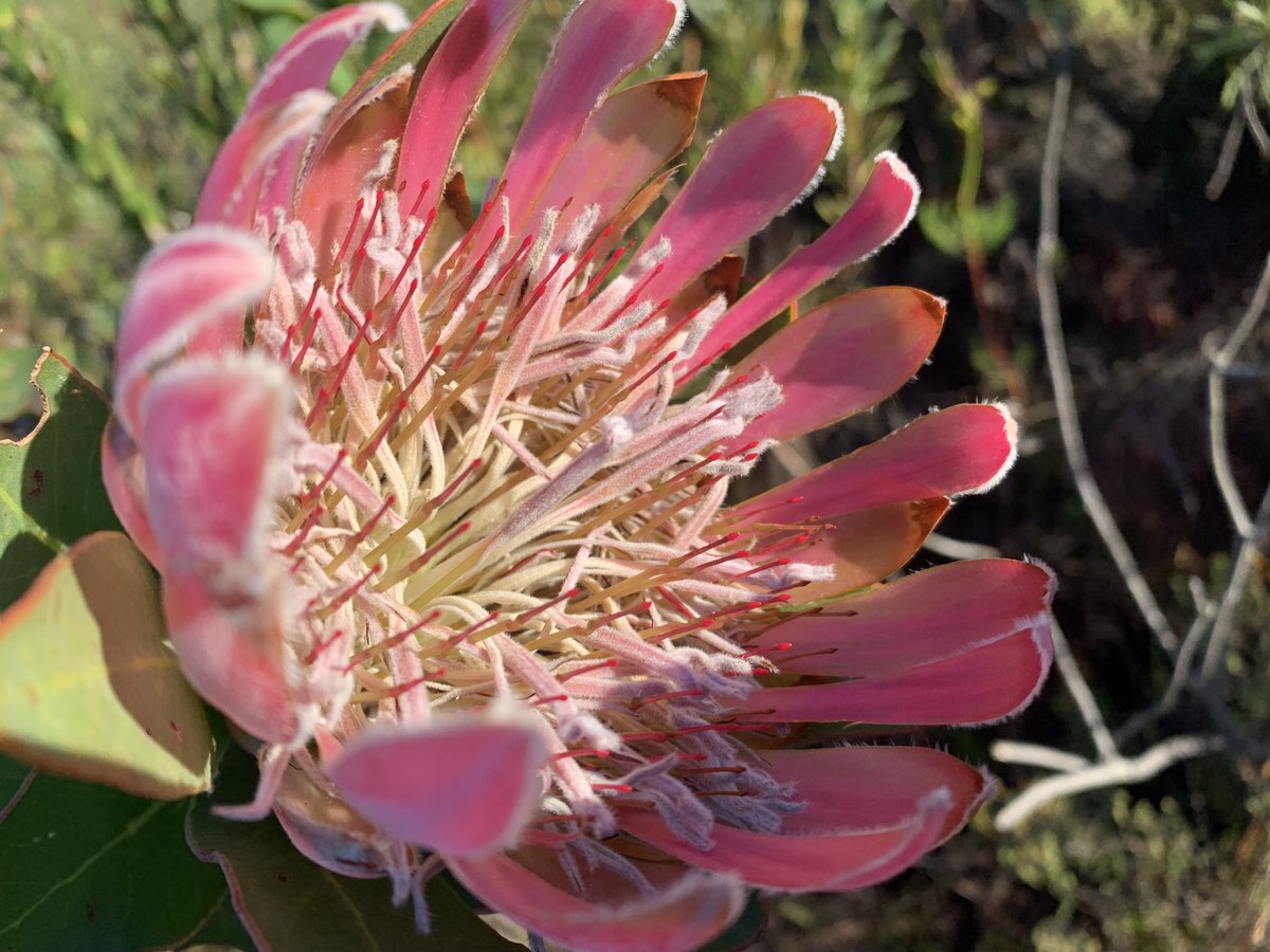 Fernkloof tweet media