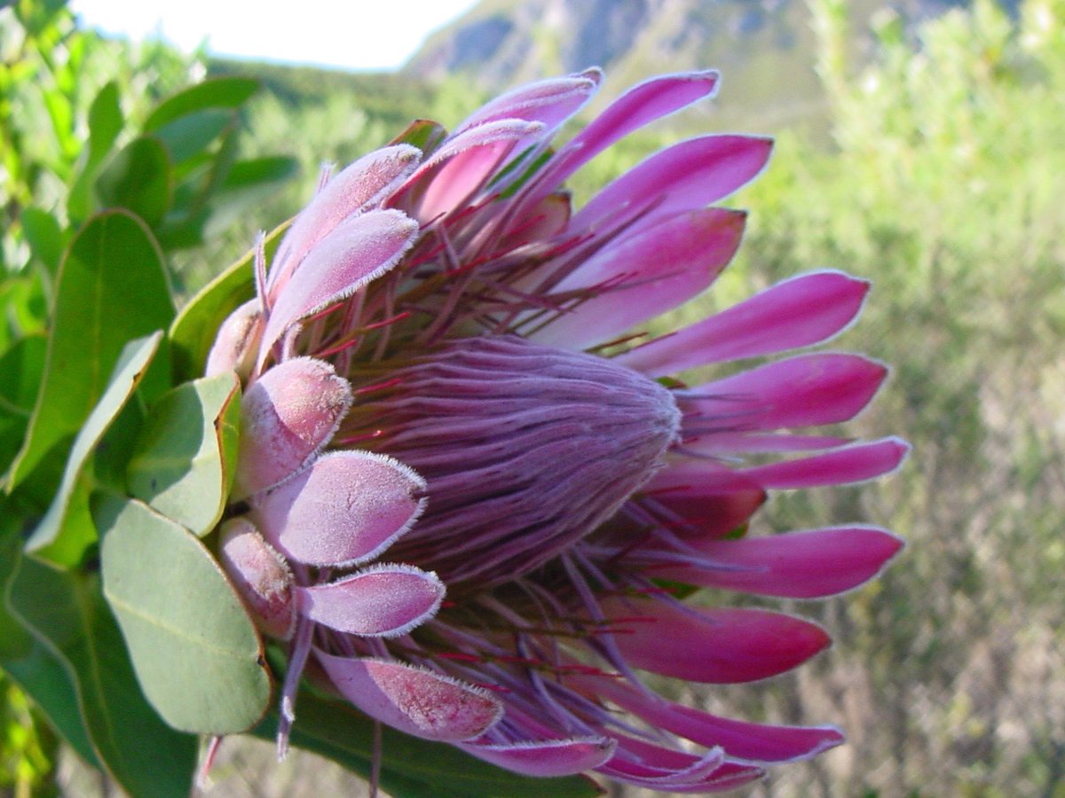 Fernkloof tweet media