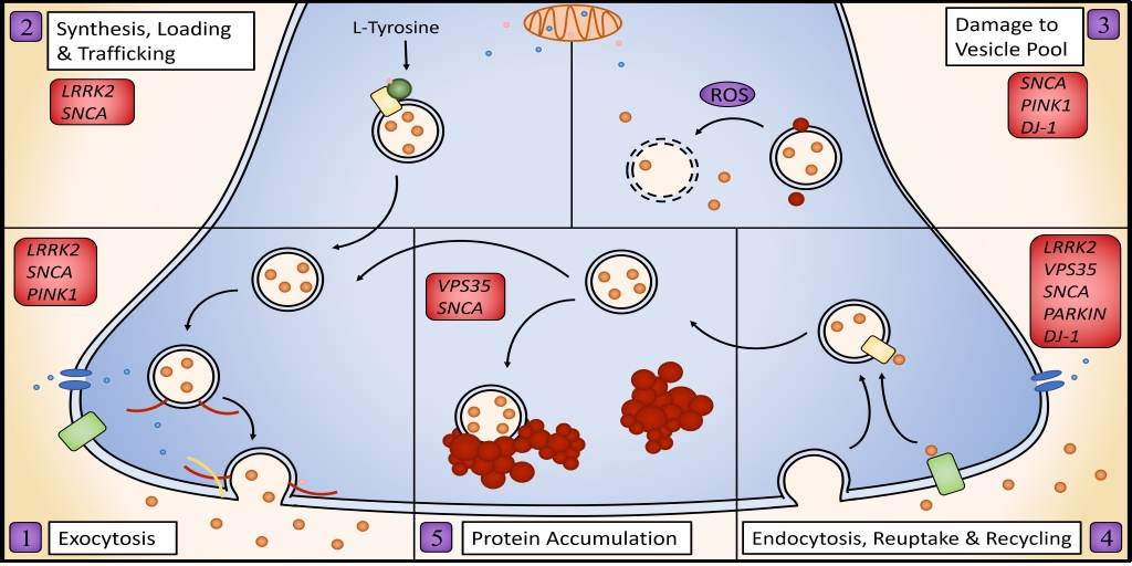 Cramb et al. review the evidence for dopamine release deficits prior to neurodegeneration in Parkinson’s disease, and highlight mechanisms by which these deficits can occur. bit.ly/3GOTw2d