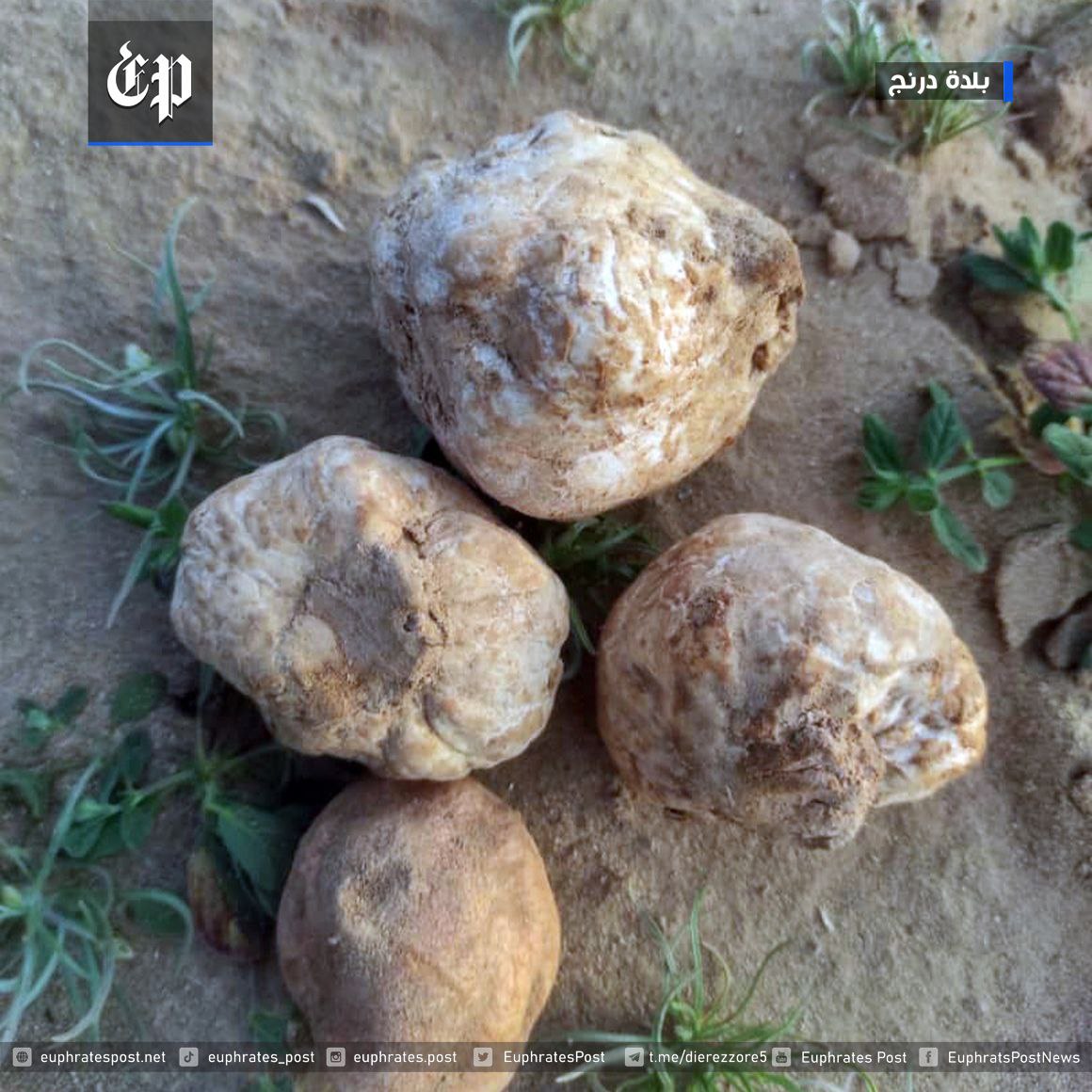 QalaatM on Twitter "Desert truffles from Syria (Deir Ezzor & Raqqa provinces). Source of