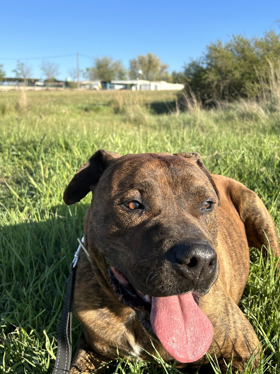 HuellasProte's tweet photo. SENADOR EN ADOPCIÓN ❤️
Lleva en la protectora desde el 2019 y nadie ha preguntado por él. Es un perro cariñoso y buenísimo. https://t.co/88NCK5AaK7