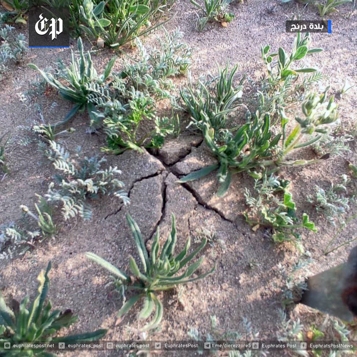 QalaatM on Twitter "Desert truffles from Syria (Deir Ezzor & Raqqa provinces). Source of