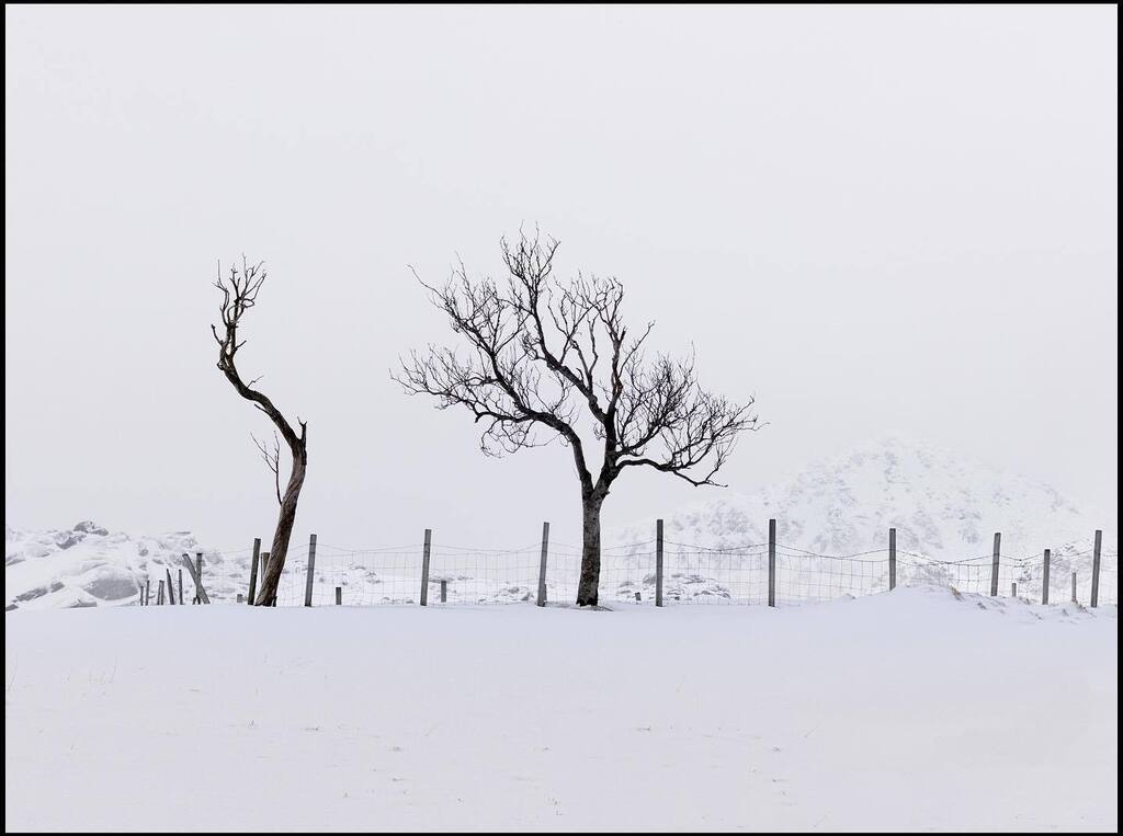 Trees In The Snow, Lofoten.
.
.
.
.
 #timpindarphotography #canon #canonglobal 
#mycanon #nisiuk #lofotenislands #lofoten #landscapes #lofotenhighlights #visitlofoten instagr.am/p/CrGCdQIsQxV/