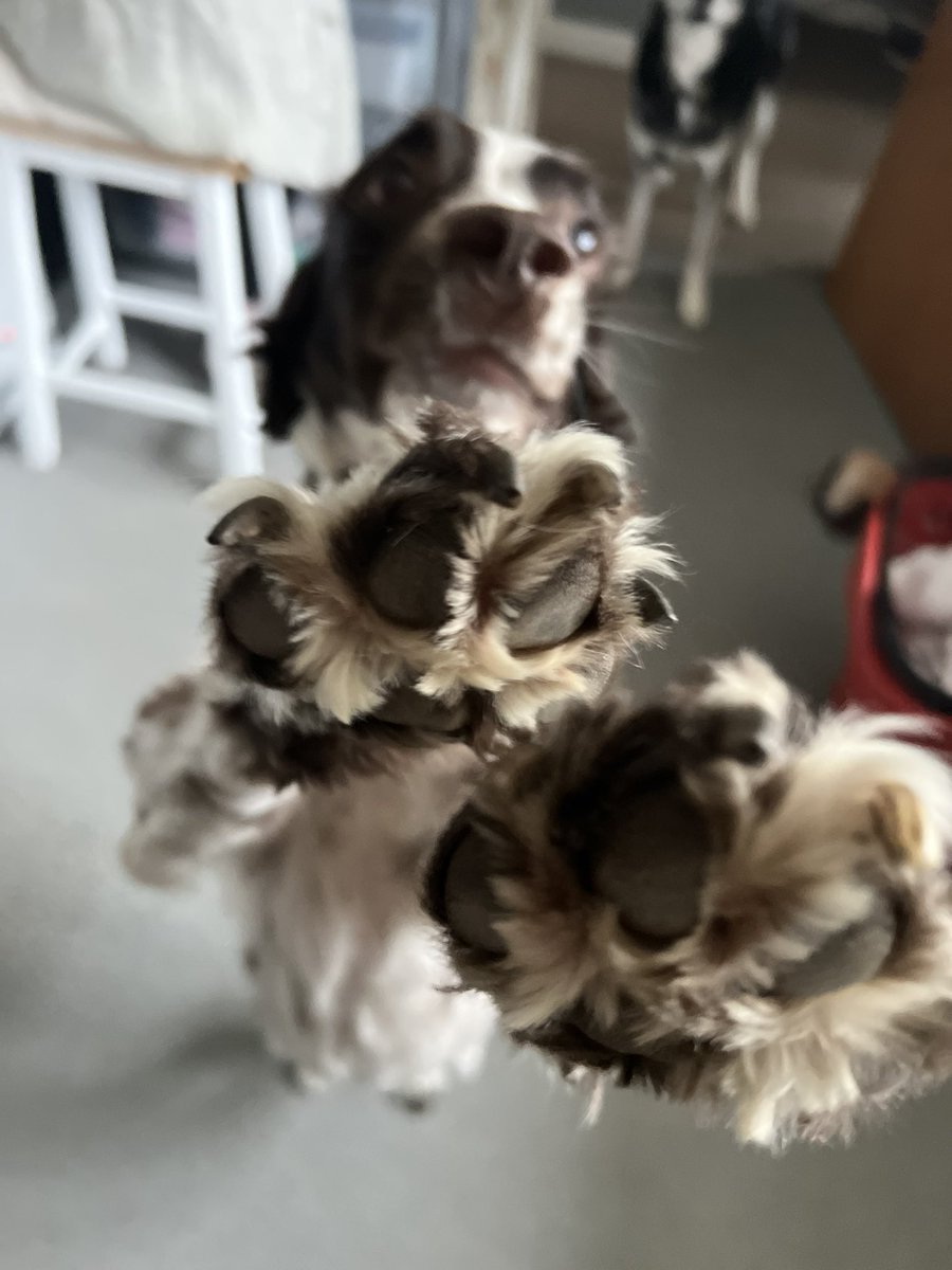 Happy Sunday furiends ❤️❤️❤️

#EnglishSpringerSpaniel #springerspaniel #spaniel #spaniels #sunday #SundayFunday #dog #dogsarelove #dogsinlove #Dogsarefamily #cute