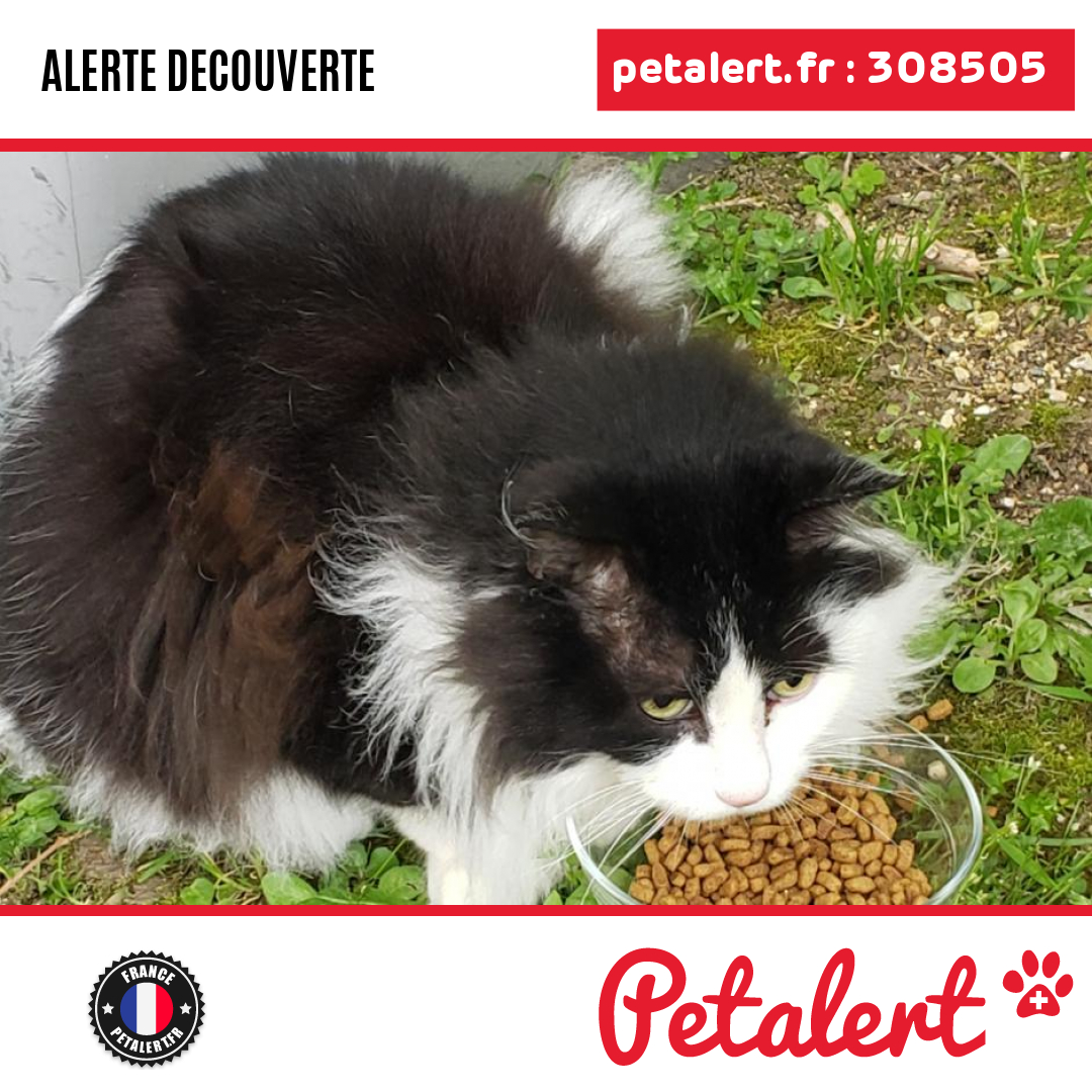 Trouvé #Chat #Marne #Reims #Petalert  #PetAlert51 / p3t.co/E3EKi