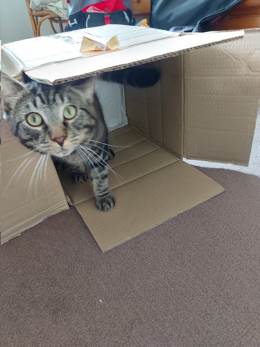 TheaAdelin's tweet photo. Boxes never fails in the cat world! 

@AnimalAunts at work #ilovemyjob #CatsOnTwitter #caturday #CatsOfTwitter #cats #CatsAreFamily https://t.co/rFT5r7ZjwE