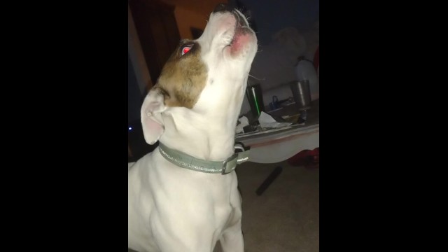 For all my fans, new content up on PornhubModels: https://t.co/zGdrIq3TF3 https://t.co/4rC7H7HNSB