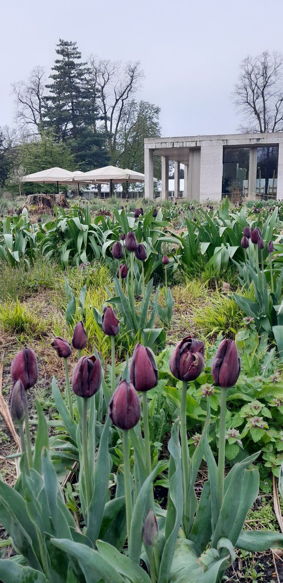 Sunday stroll at @Chiswick_House never disappoints ❤️ Harry the Heron looking like the years are catching up with him.
