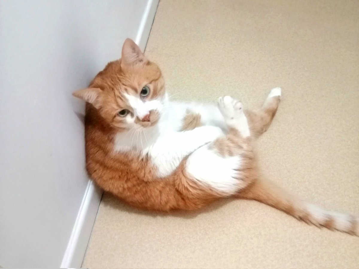 InesOkane's tweet photo. If you see this tweet, quote tweet it with the most recent photo you took of your pet. no cheating! https://t.co/8p2sWgdOyV