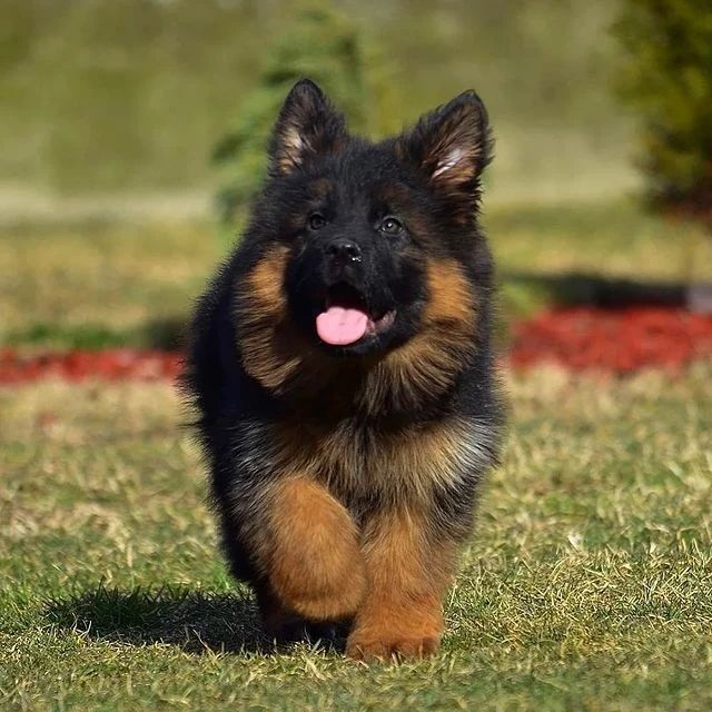 gsdvibes's tweet photo. Follow us to see more
#GermanShepherd #gsd #GermanShepherdlovers #dogsoftwitter 
@gsd_lovers_ https://t.co/pMU8dEMqJW