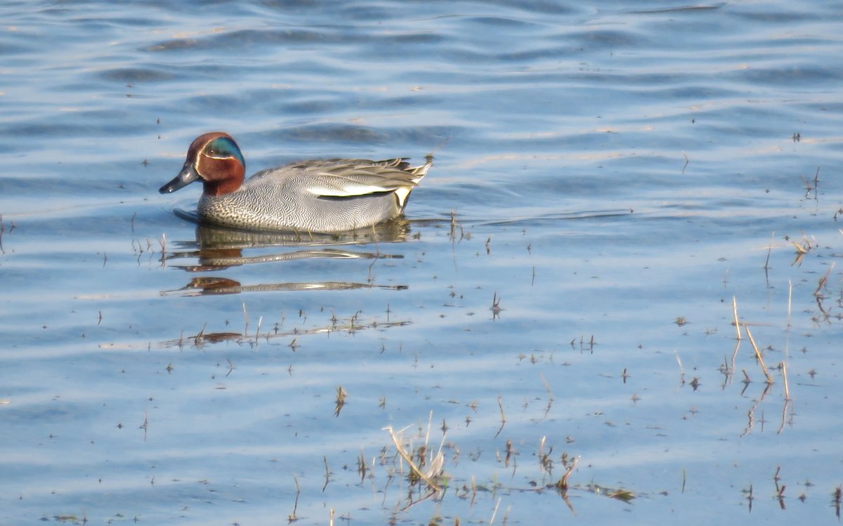 ElisaGoudriaan's tweet photo. Deel 606: nog nooit eerder lukte het me om mijn lievelingseend de #wintertaling (en zijn vrouwtje) zo scherp op de foto te krijgen. Maar deze dag was het zulk helder weer, ook voor de #kievit. Echt genieten om ze zo rond te zien zwemmen #DeBanken #sGravenzande @DannyTaheij https://t.co/CLoL0BuYid