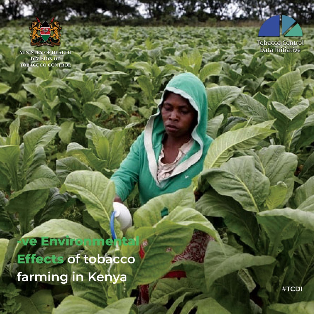 Let's raise awareness about the negative impacts of tobacco farming on the environment & work towards more sustainable practices!

For more #TobaccoControlData, look out for #TCDI being launched soon. This will revolutionize access to #TobaccoControl data🙌

#TobaccoFreeFarmsKE