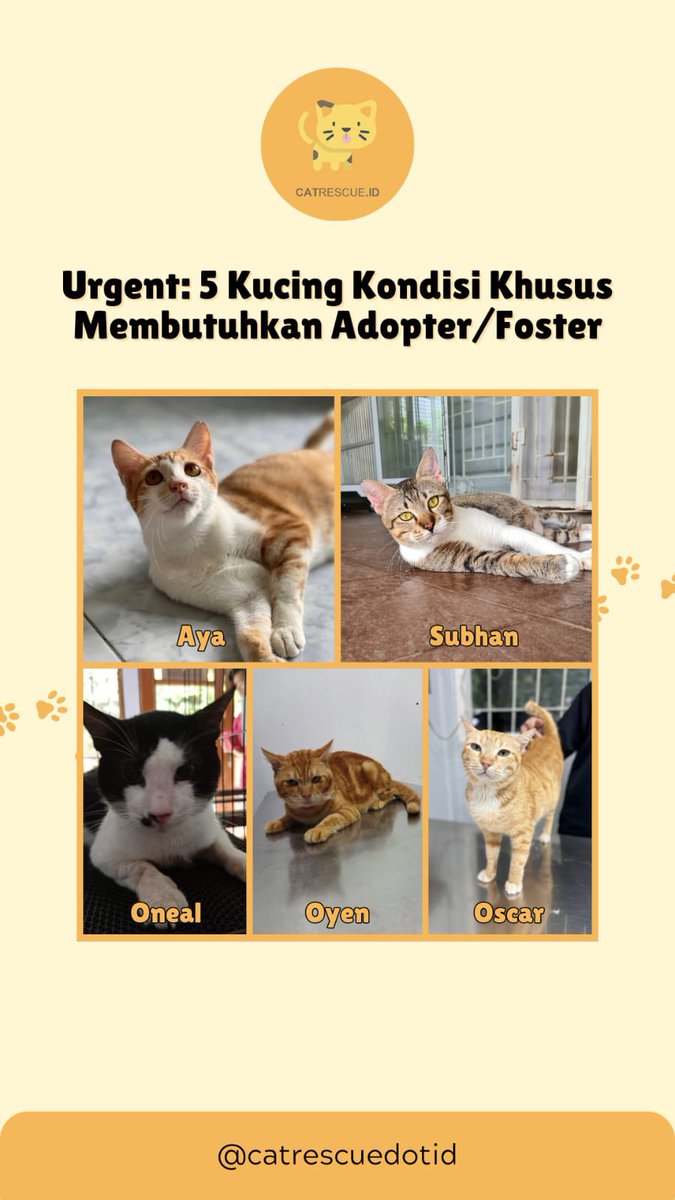 catrescuedotid's tweet photo. ‼️🆘 Please help RT‼️🆘

Adopter needed for them live a healthier and happier life!

https://t.co/yDghRm5juD

Hub Devin di 081319068130. S&amp;K berlaku. 

#adoptdontshop #spayandneuter https://t.co/JGlsM4Xs5J