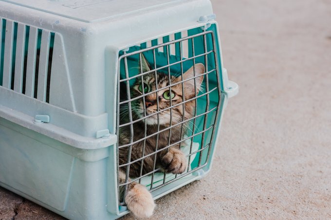 citizens_fla's tweet photo. #PetPrep: 3 ways to make your pet more comfortable in their travel carrier before an emergency:
• Pick the right-sized carrier
• Keep the carrier somewhere your pet can explore it
• Introduce your pet to the carrier using toys &amp; treats
More: https://t.co/6tFSroYVWZ.
#BeReady https://t.co/4I9rjK5rSi