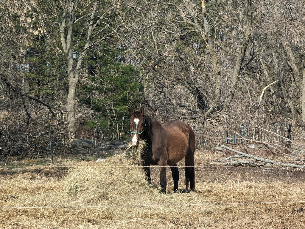 Downes @Downes@mastodon.social tweet media