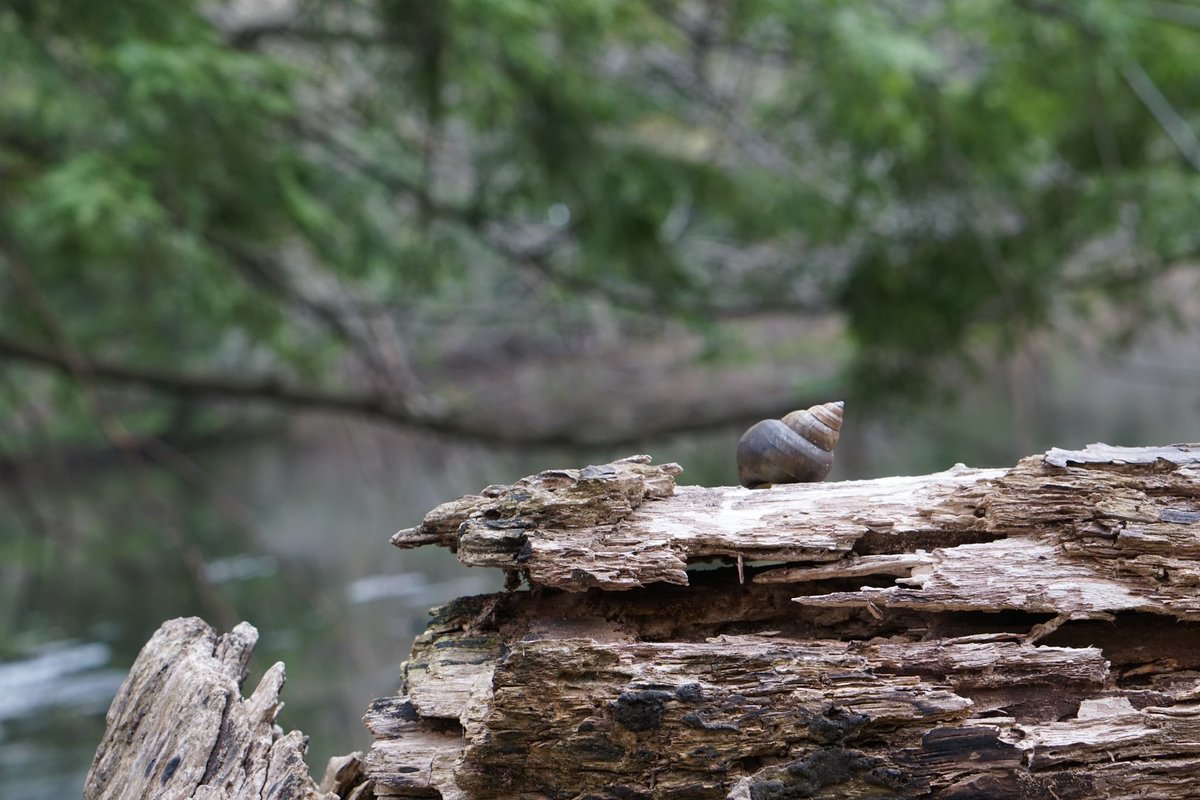 JRussPhoto's tweet image. Snail Shell 2 &amp;amp; 3 #nature