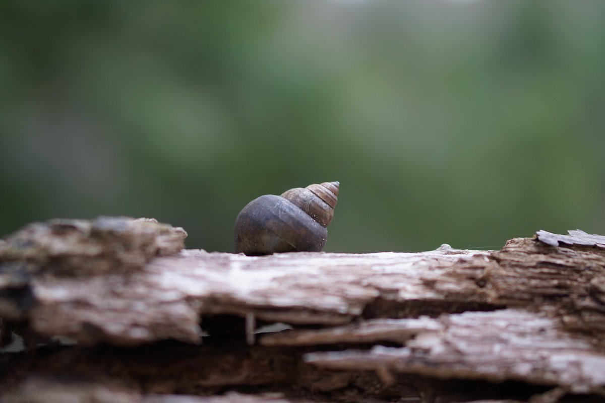 JRussPhoto's tweet image. Snail Shell 2 &amp;amp; 3 #nature