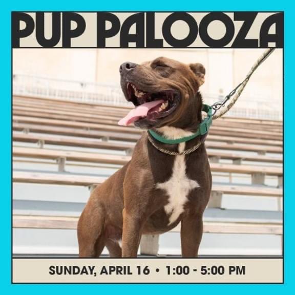 Danielle Dozier News 19 on Twitter out to Pup Palooza today at the Orion Amphitheater