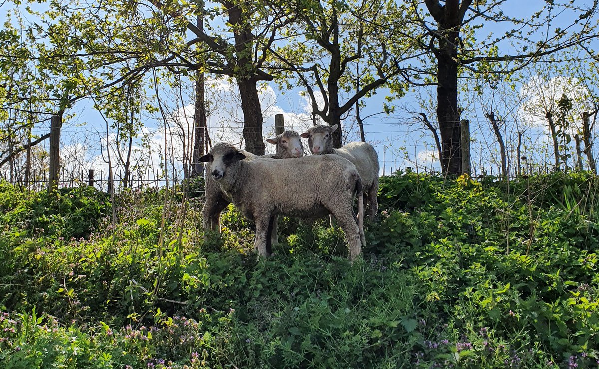 ADvanKooij's tweet photo. De @dakpark schapen zijn er weer! https://t.co/KEedbNa2kS