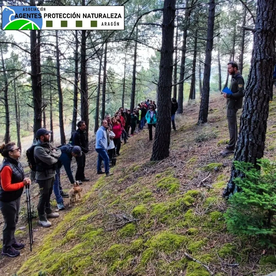 aaffaragon's tweet photo. Ayer se clausuraron las Jornadas por el Centenario de la #Restauración hidrológico-forestal de la Dehesa de los Enebrales, en Daroca. L@s #AgentesProtecciónNaturaleza hemos participado en varias de las actividades organizadas, como la visita al #Pinsapar de #Orcajo. https://t.co/OyuxaJBeto