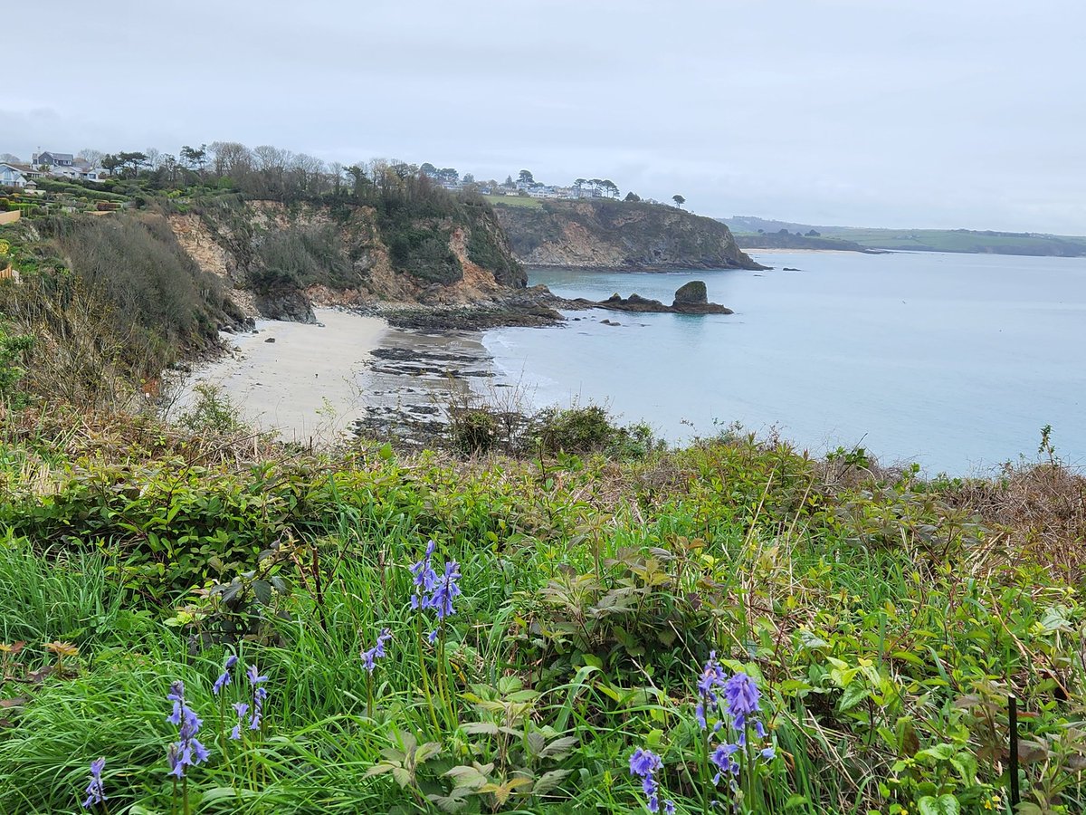 JamesMustoe1's tweet photo. Flowers are coming out on our Sunday Stroll around #Duporth, #Porthpean and #Charlestown today #StAustellBay #Cornwall https://t.co/nr0JFcwljO