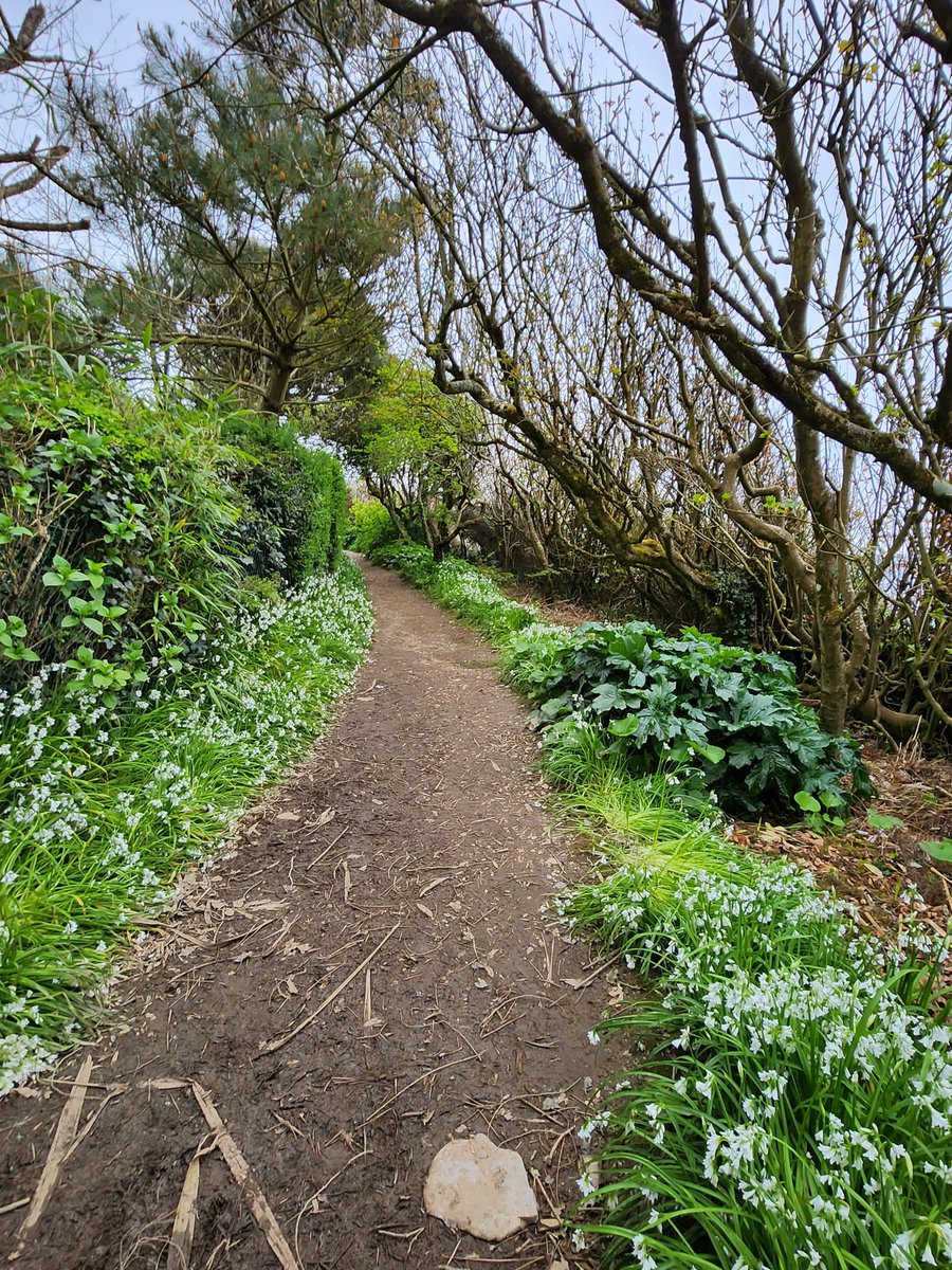 JamesMustoe1's tweet photo. Flowers are coming out on our Sunday Stroll around #Duporth, #Porthpean and #Charlestown today #StAustellBay #Cornwall https://t.co/nr0JFcwljO