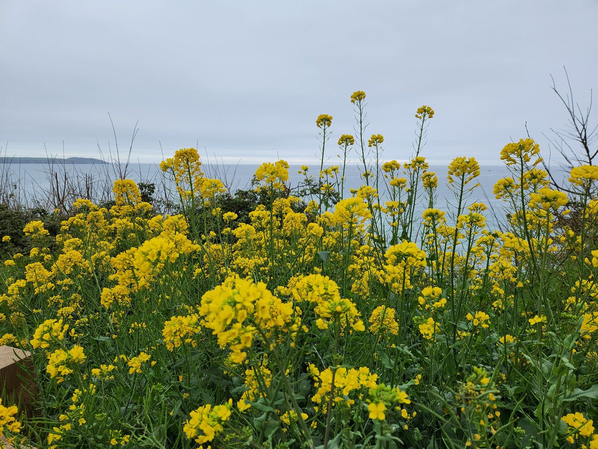 JamesMustoe1's tweet photo. Flowers are coming out on our Sunday Stroll around #Duporth, #Porthpean and #Charlestown today #StAustellBay #Cornwall https://t.co/nr0JFcwljO