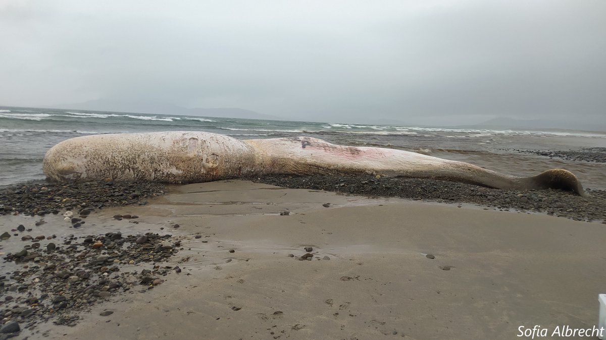 seasofia's tweet photo. A rotten #giant washed up the shore of #mayo this weekend. Measures were taken for the #strandingnetwork of the #irishwhaleanddolphingroup. 🐳
This could have natural or anthropogenic reasons.
#spermwhale #loveirishresearch #womeninscience #livingthedream #strandedwhale https://t.co/mNU4QamyEE