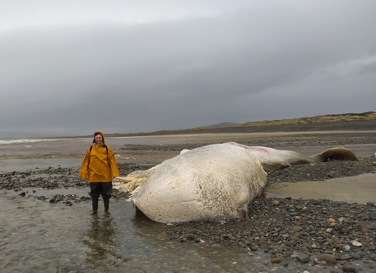 seasofia's tweet photo. A rotten #giant washed up the shore of #mayo this weekend. Measures were taken for the #strandingnetwork of the #irishwhaleanddolphingroup. 🐳
This could have natural or anthropogenic reasons.
#spermwhale #loveirishresearch #womeninscience #livingthedream #strandedwhale https://t.co/mNU4QamyEE