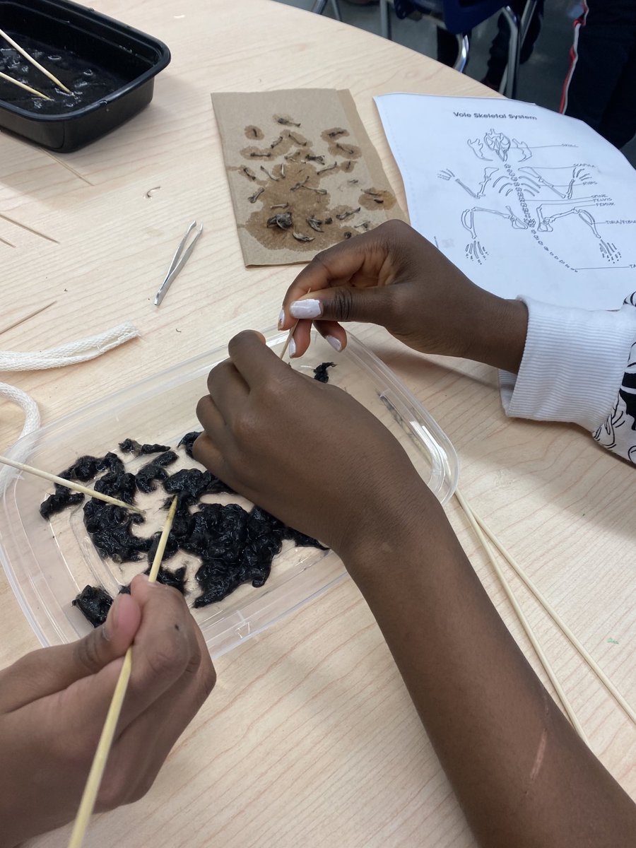 Grade 5 students ⁦@WoburnJunior⁩ had the opportunity to study bones up close with some owl pellets while learning about the skeletal system. The excitement level was off the charts. #science #handsOn #inquiry