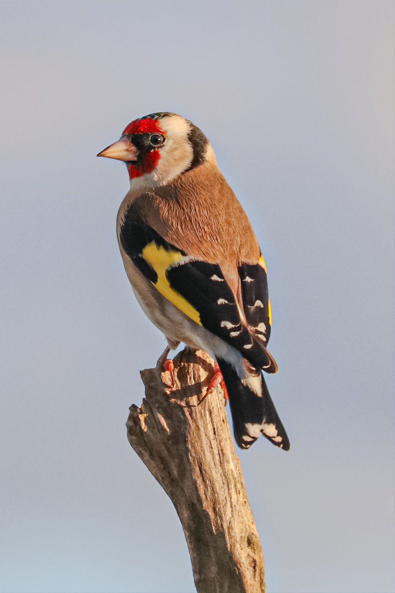 IanTordoff's tweet photo. A rather lovely European Goldfinch 😁👍📸 #TwitterNatureCommunity #BBCWildlifePOTD @Natures_Voice @welovehistory @CanonUKandIE #BirdsofTwitter @CornellBirds https://t.co/T0WrSwuzXL