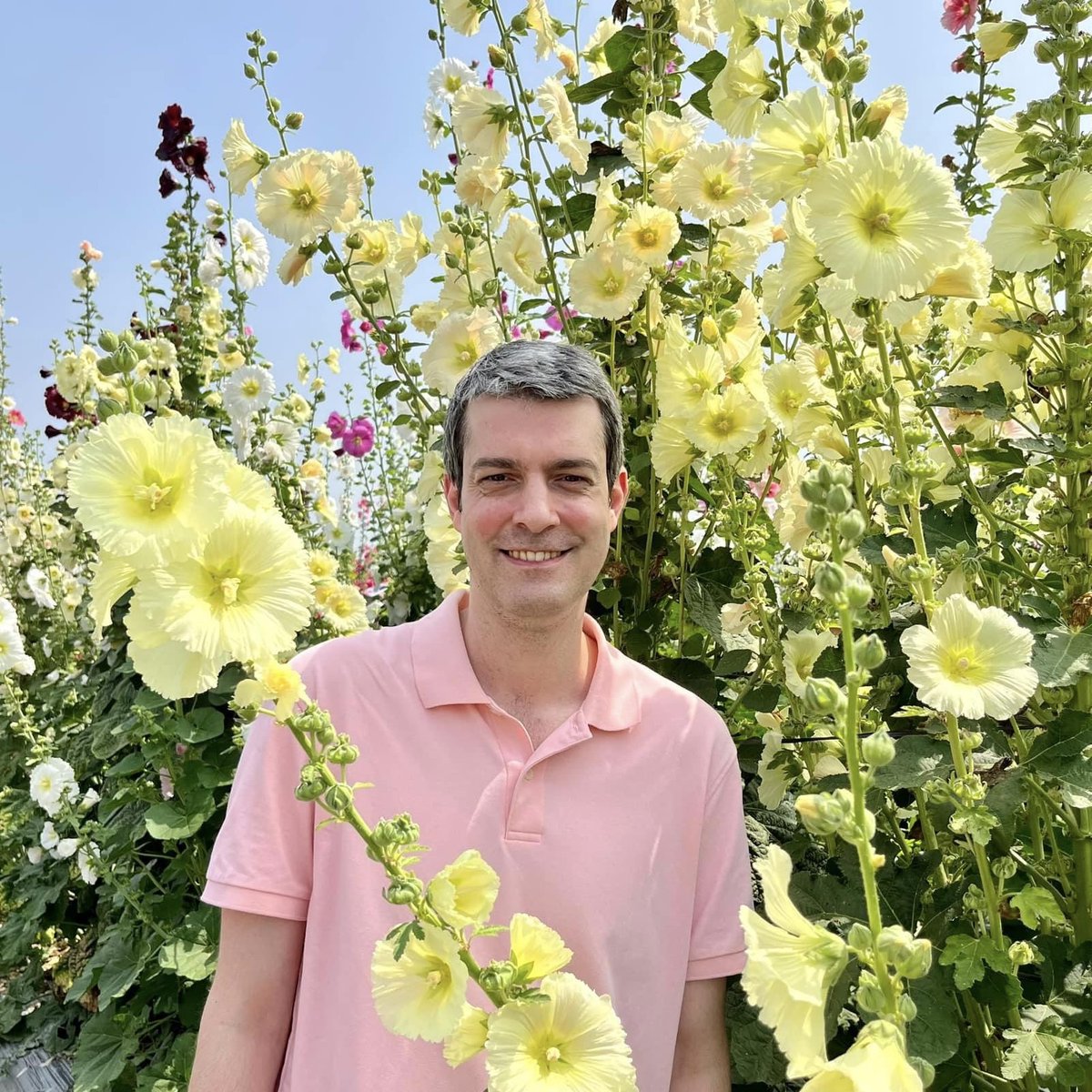 Hollyhocks in Yuanlin, Changhua County.