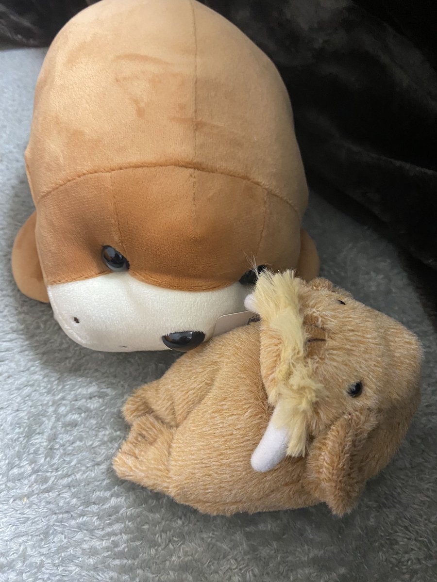 namin517's tweet photo. 城崎からやってきたセイウチさんです https://t.co/pYYuEMNZfS