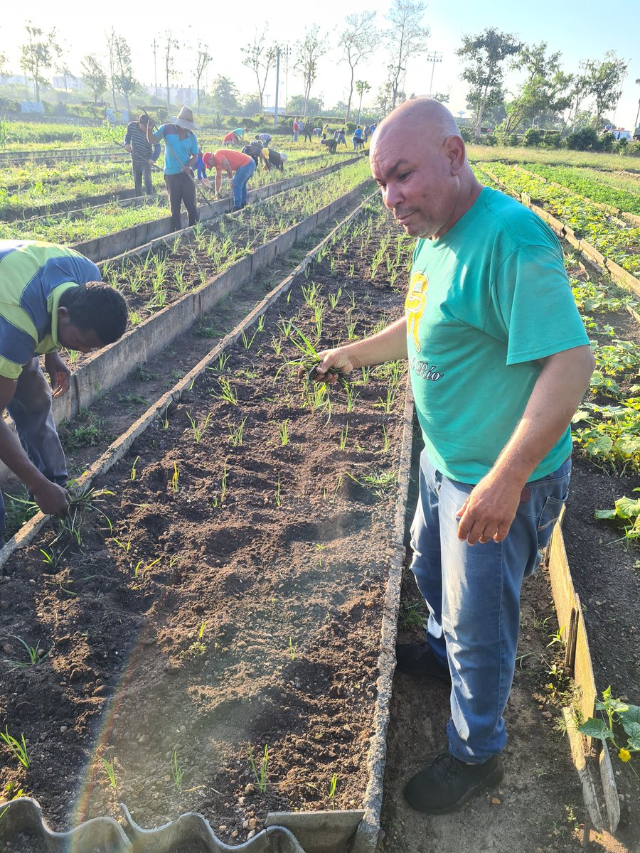 Los Trabajadores de la Empresa Municipal de Gastronomía en Trabajo Productivo en el Organoponico El Vial.
#gastronomiapinar 
#comercio