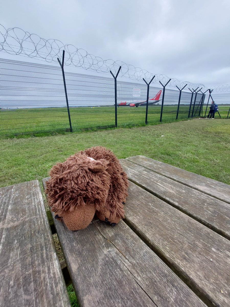 AdventuresOfBear tweet media