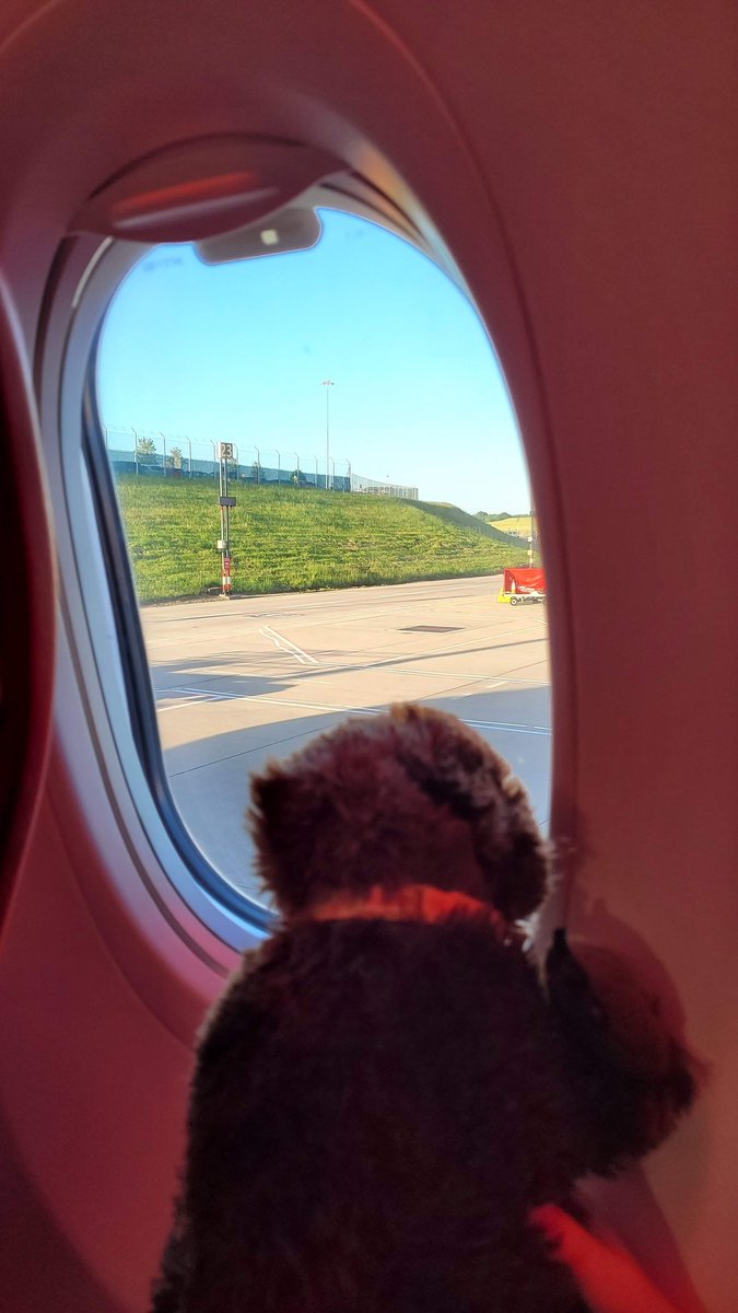 AdventuresOfBear tweet media