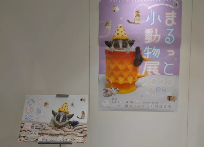 今日はもわちゃと小動物展とペットショップ行ってきたー!楽しかったー!チンチラグッズ買った!あとお誕生日プレゼントいただいて嬉しい優しい 
