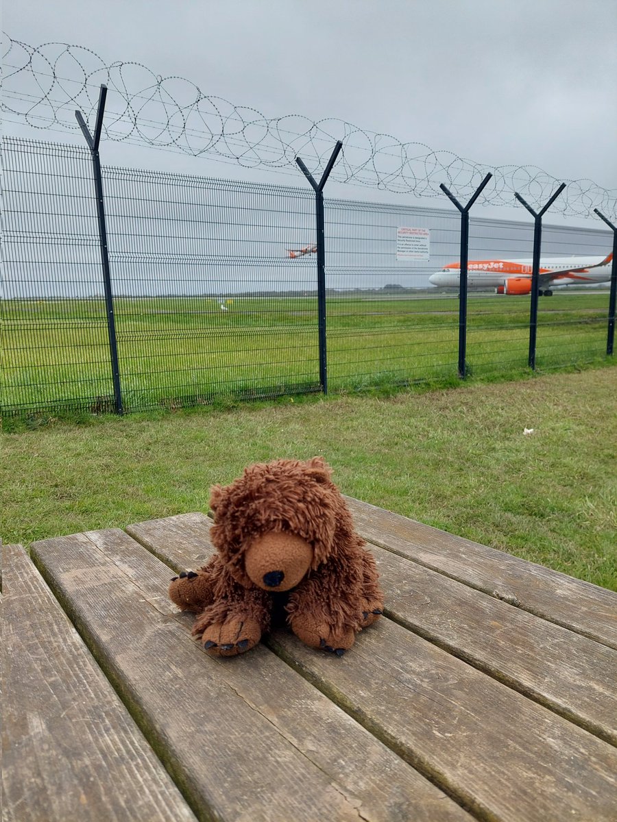 AdventuresOfBear tweet media