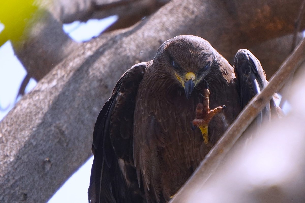 Hey pap, outta my face!

Our kite mamma is now extra sharp in her outlook

Indian black kite, Milvus migrans govinda 
Kodihalli, #Bangalore 
Apr'23

#birdsofindia #nature #photography #birdseyeview #wildlife #getoutside #natgeoindia #bbcearth #indiaves #karnataka #nammabengaluru